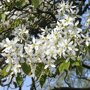 Pyrus calleryana 'Chanticleer'